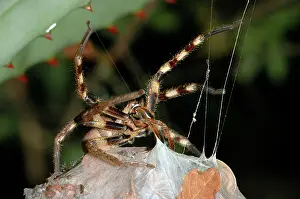 Spiderling: Rain Spider - Female guarding egg-sac suspended