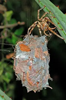 Sacs: Rain spider - Female guarding recently hatched