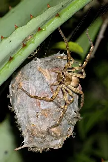 Sacs: Rain spider - Female guarding recently hatched