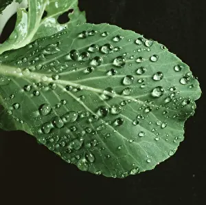 Waxy: Rain water droplets on a cabbage leaf