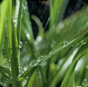 Bounce: Rain on wheat leaves