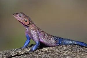 Agama: Rainbow Agama