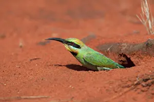 Ornatus: Rainbow Bee-eater