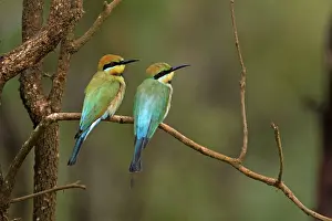Eaters: Rainbow Bee-eater