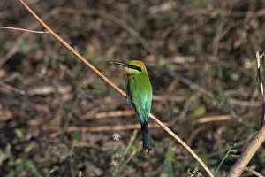 Ornatus: Rainbow Bee-eater - With bee