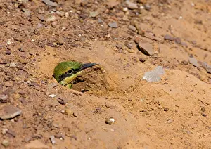 Ornatus: Rainbow Bee-eater - chick in nest hole