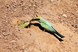Ornatus: Rainbow Bee-eater - feeding chick