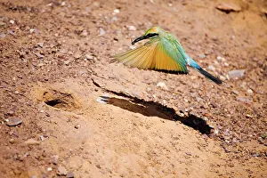 Ornatus: Rainbow Bee-eater - flying to nest