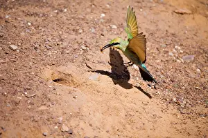 Ornatus: Rainbow Bee-eater - flying to nest