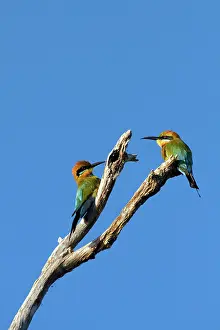 Merops: Rainbow Bee-eater (Merops ornatus), Yellow
