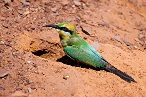 Ornatus: Rainbow Bee-eater - at nest