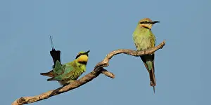Eaters: Rainbow Bee-eater - Pair - at Peppimenarti Aboriginal