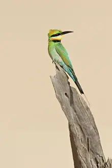 Vantage: Rainbow Bee-Eater - Perched on a favourite vantage