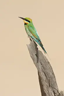 Vantage: Rainbow Bee-Eater - Perched on a favourite vantage