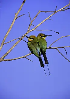 Eaters: Rainbow Bee Eaters