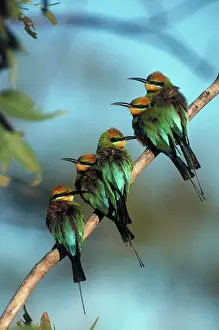 Eaters: Rainbow Bee-eaters