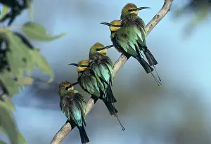 Eaters: Rainbow bee eaters, Australia