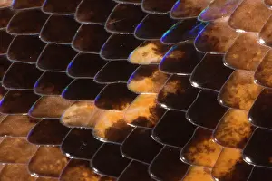 Yasuni: Rainbow Boa