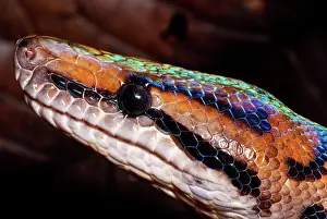 Constricting: Rainbow Boa