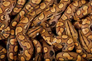 Amazonia: Rainbow boa (Epicrates cenchria cenchria)