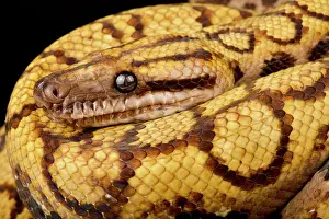 Physiological: Rainbow boa (Epicrates cenchria cenchria), on bl