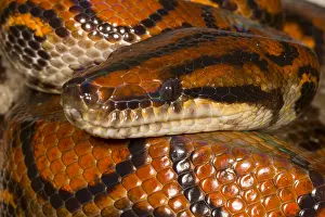 Coiled: Rainbow Boa (Epicrates cenchria) coiled up, Ecu