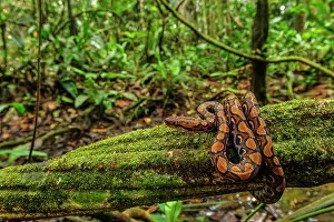 Boas: Rainbow Boa / Slender Boa, Amacayacu National Park