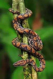 Boas: Rainbow Boa / Slender Boa, Amacayacu National Park