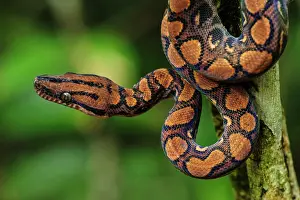 Boas: Rainbow Boa / Slender Boa, Amacayacu National Park