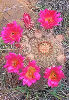 Echinocereus: Rainbow Cactus in bloom
