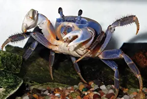 Armatum: Rainbow Crab / Patriot Crab