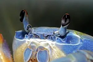 Armatum: Rainbow Crab / Patriot Crab - shows compound eyes