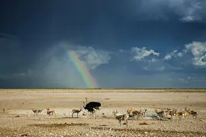 Prismatic: Rainbow over the Etosha Pan, in the foreground an