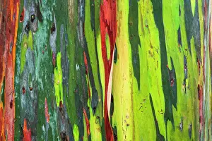 Alajuela: Rainbow Eucalyptus, Arenal Volcano National Park, Alajuela