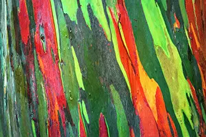 Alajuela: Rainbow Eucalyptus, Arenal Volcano National Park, Alajuela
