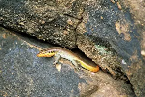 Skinks: Rainbow / Five-lined Skink