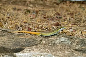 Mabuya: Rainbow / Five-lined Skink - sunbathing on rock