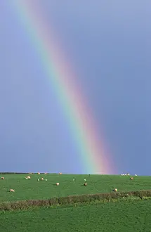 Rainbows: Rainbow above green hill with sheep