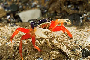Patriot: Rainbow / Halloween / Moon Crab - close up