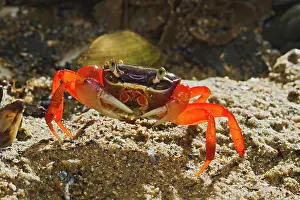 Patriot: Rainbow / Halloween / Moon Crab - close up - on sea shore