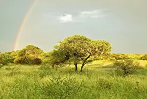 Rainbows: Rainbow - In Kalahari - Botswana
