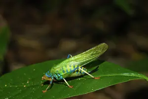 Katydid: Rainbow Katydid