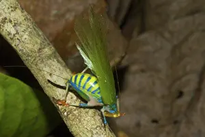 Antennae: Rainbow Katydid