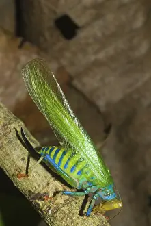 Antennae: Rainbow Katydid
