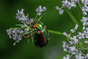 Chrysolina: Rainbow Leaf Beetle, Chrysolina cerealis on Hair