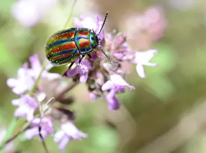 Coleoptere: Rainbow Leaf Beetle (Oreina cerealis) on flowers