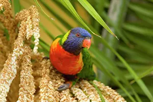 Haematodus: Rainbow Lorikeet