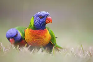 Haematodus: Rainbow Lorikeet