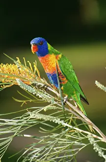 Grevillea: RAINBOW LORIKEET