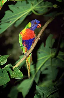 Haematodus: Rainbow Lorikeet